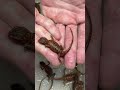 More bearded dragons hatching!