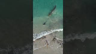 DINOSAURS STILL EXIST! Look at the size of this giant 🤯