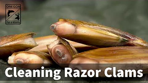 How to clean a Razor Clam with ODFW Shellfish Biologist - DayDayNews
