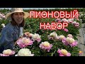 Пионовый калейдоскоп! Часть 3 / Сад Ворошиловой