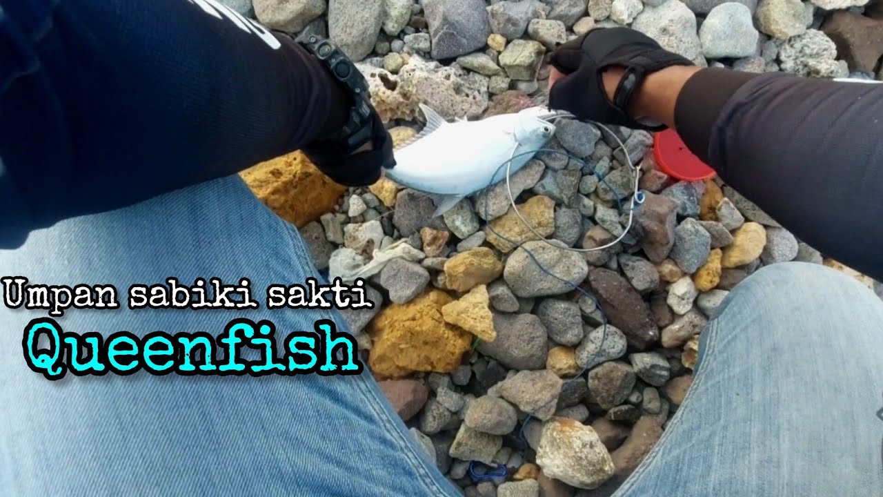 Casting ikan Queenfish umpan sabiki kotrekan spot dermaga holly