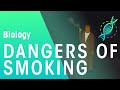 Dangers of smoking | Health | Biology | FuseSchool