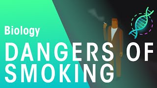 Dangers of smoking | Health | Biology | FuseSchool
