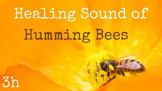 Healing sound of humming Bees for deep Relaxation | Beehive