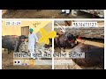 Jagdeep dairy farm good buffaloes  at jagu bhai 9876615127