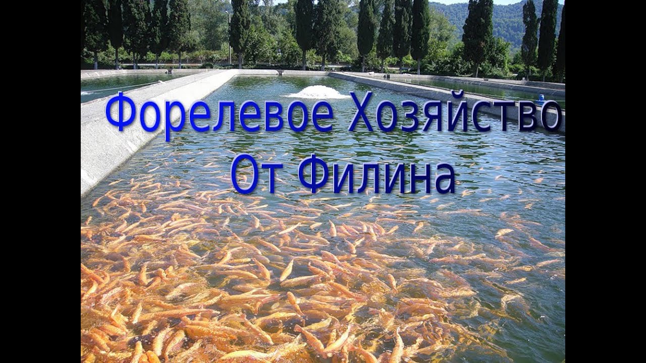 Золотая Рыбка Магазин Форелевое Хозяйство Золотая Рыбка Магазин Форелевое Хозяйство