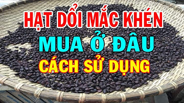 Hạt dổi có tác dụng gì - Hạt dổi mắc khén - Hạt dổi tây bắc - Mua mắc khén hạt dổi ở đâu
