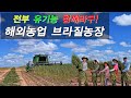 해외농업, 대형 콤바인수리, 유기농참깨,  참깨 수확, 참깨 대풍현장, 존디어, John Deere,