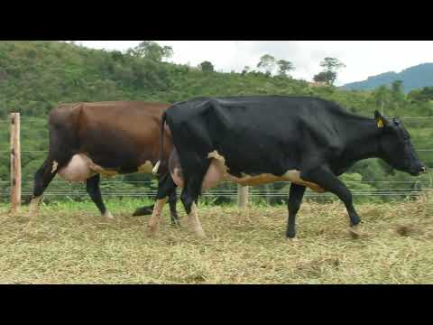 LOTE 25   LIQUIDAÇÃO REBANHO HOLANDÊS   FAZENDA SANTA CLARA   1424  1386