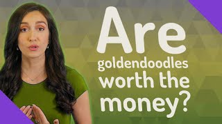 Are goldendoodles worth the money?