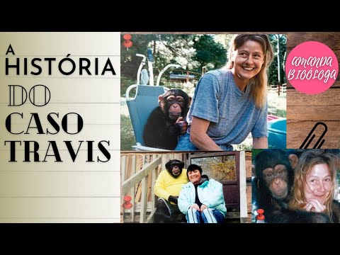 Vídeo: Quantos anos tinha Travis, o chimpanzé?