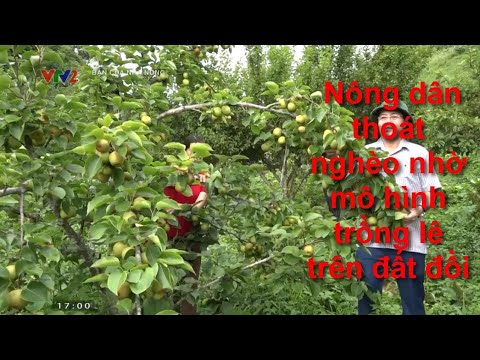 Video: Lê có mọc ở vùng nhiệt đới không?