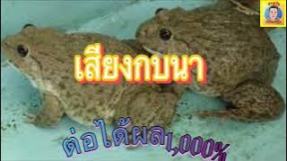 เสียงกบนา ต่อได้ผล1,000%ไม่มีโฆษณา