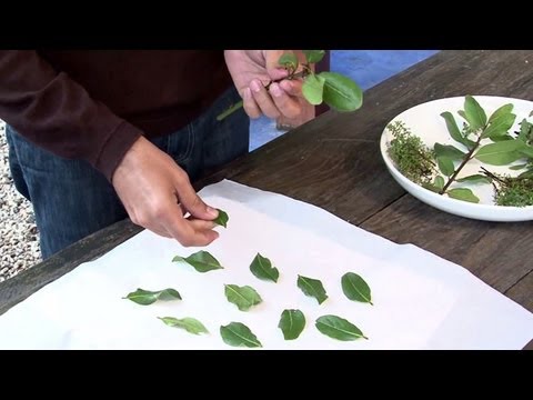 Vídeo: Secagem de folhas de catnip - Como secar plantas de catnip do jardim