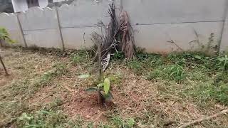 Pattambi Ente Ummante Kudiyilthe Valapp Vlog