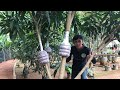 Edisi Cangkok Susu Mangga | Penyebab Gagal dan Lama Mengeluarkan Akar