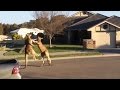 Watch dramatic kangaroo fight unfolds on suburban australia street