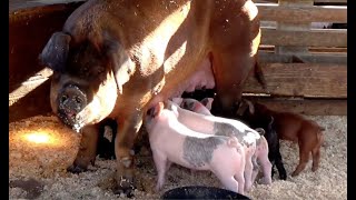 FACTS -  41 MOTHER PIGS \& their PIGLETS (authentic sounds)  KID SCIENCE\/ ENGLISH EDUCATIONAL VIDEO