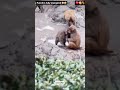 Viral Japan Monkey Punch 🧸💔 isn't it cute #MonkeyPunch #ViralMonkey #emotionals