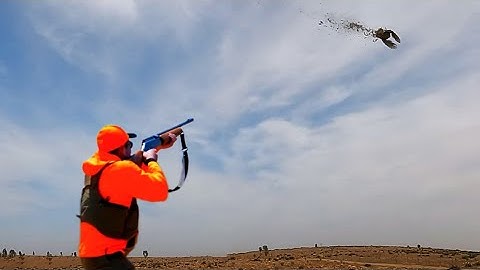 Hunting Partridges and Hares Season 2024/2025 PART 7 -KHEMISSET -TIZITIN