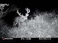 WOW!! HUGE Non-Typical Buck on our Trail Camera