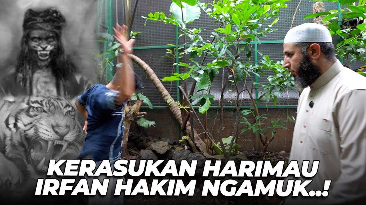 TIBA2 IRFAN HAKIM NGAMUK..! PENGEN JADI HARIMAU😱😱