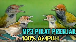 RAJANYA PIKAT, MP3 PIKAT PRENJAK LUMUT PALING AMPUH