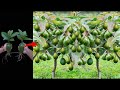 How to avocado growing fast from avocado fruit  best method grafting avocado tree