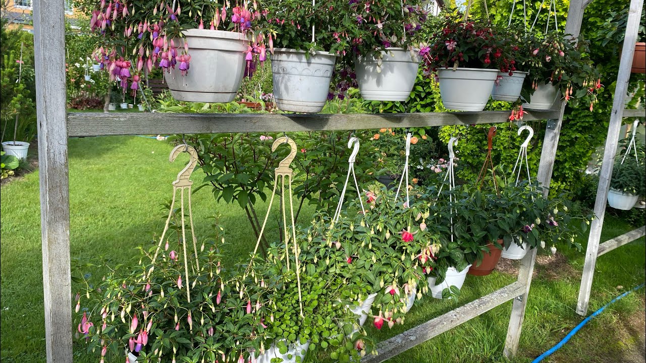 Коллекция фуксий Татьяны Секориной, обзор сада под Питером