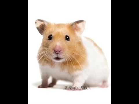 facetime hamster facetime hamster
