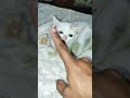 The Cutest Tiny Wrestling Match You'll See Today 🐾 Playtime with baby cats