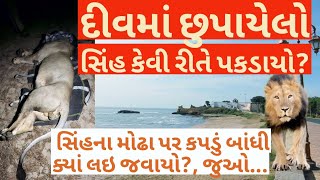 દીવમાં સિંહ ક્યાં છુપાઈ ગયો હતો?કેવી રીતે પકડાયો?વન્ય પ્રાણીઓના rescue કેવી રીતે થાય?lion in diu