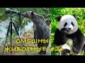 Смешные КОТЫ, СОБАКИ, ЕНОТЫ, ПОПУГАИ #24 / Ржачные животные 2021.