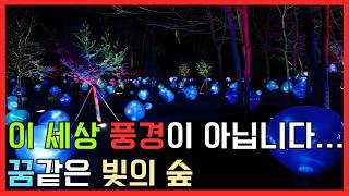 A Surreal Forest of Light, A Calm Night Walk through Luminaré Dohwamong in Bucheon screenshot 1