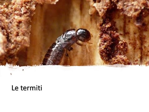 Video: Dove si trovano più comunemente le termiti?