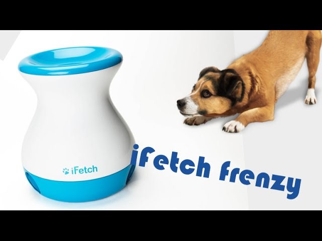 Corgi Learns to use iFETCH Ball Launcher - BEST DOG TOY 