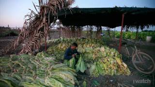Mexican tobacco growers: Economically shunned by industry, still used as  lobbyists – Center for Public Integrity