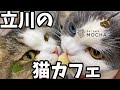 【猫カフェ】猫カフェモカ立川店に遊びに来た♪