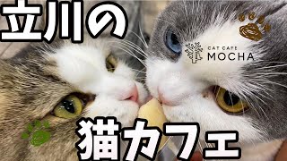 【猫カフェ】猫カフェモカ立川店に遊びに来た♪