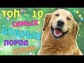 ТОП - 10 САМЫХ ДОБРЫХ ПОРОД СОБАК