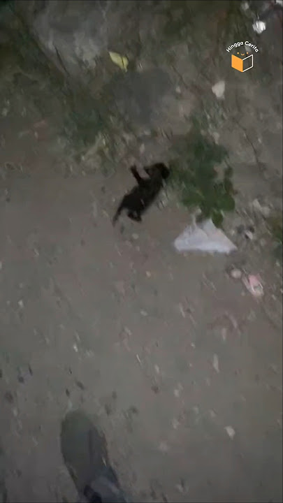 Ia Tak Mengira Anak Kucing Itu Ialah Seekor Macan Kumbang!💕 #shorts #animals #macan kumbang