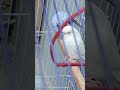 vitamin d ki kami #unfrezzmyaccount #talkingparot #birds #pigeon #velog #kabutar