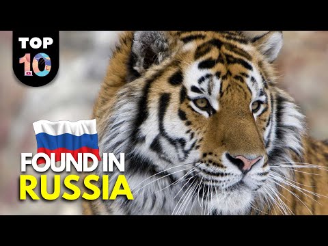 Vidéo: Animaux Uniques De Russie