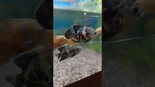 oh my god #short#fishing video #framework #অস্কার#oscar fish