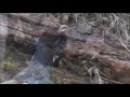 Capercaillie tetrao urogallusdivji petelin courtship display slovenia