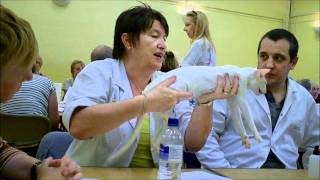 Janet Starr at the Siamese Cat Seminar 2011