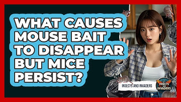 What Causes Mouse Bait To Disappear But Mice Persist? - Insects and Invaders