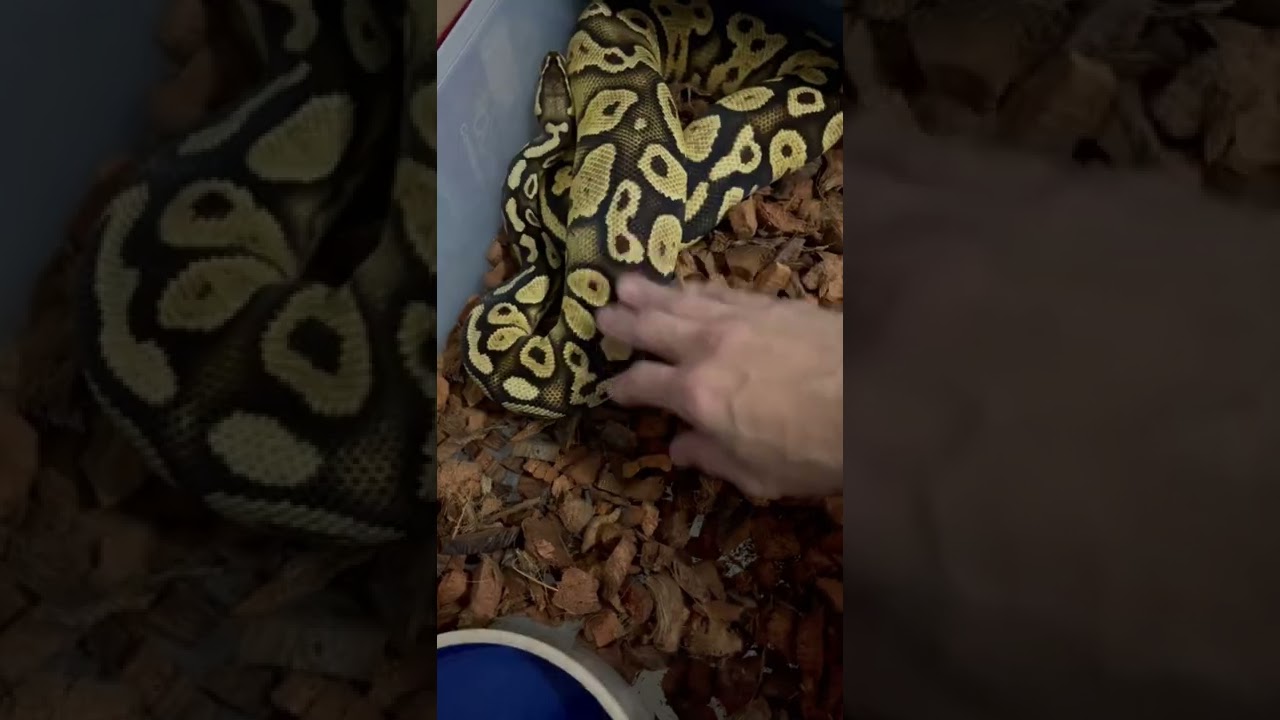 Ball python 🐍 pastel yellowbelly 