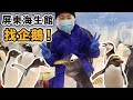 在台灣也可以餵企鵝!愛講話愛吵架的企鵝幼幼班~台灣首座藍鯨標本!近20公尺 無比震撼!