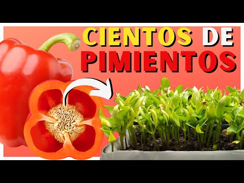 Video: ¿Puedes cultivar pimientos a partir de sus semillas?